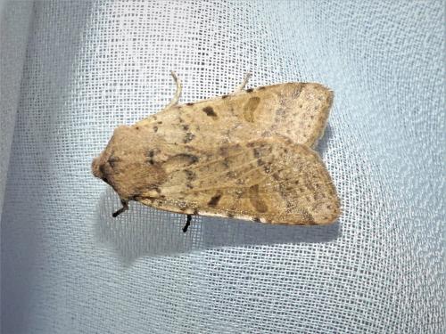 Réf. 311 720 : Agrochola lychnidis